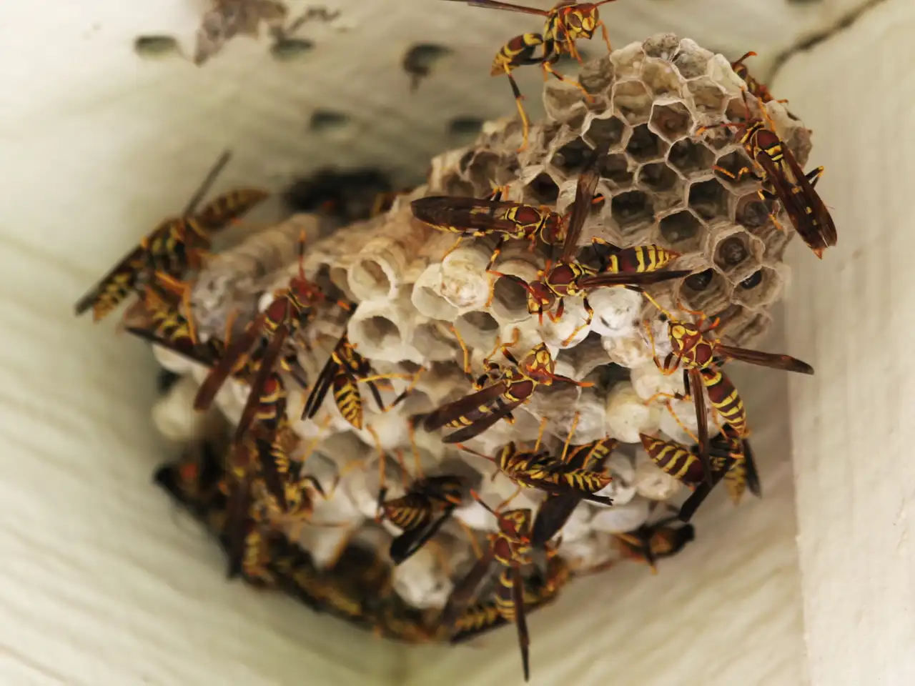 Wasp nest removed by Bug Off wasp and hornet suppression