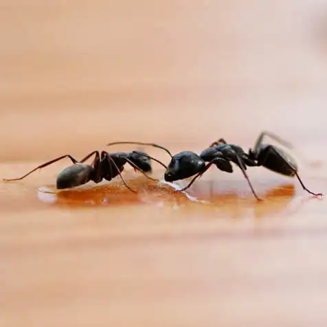 Ants