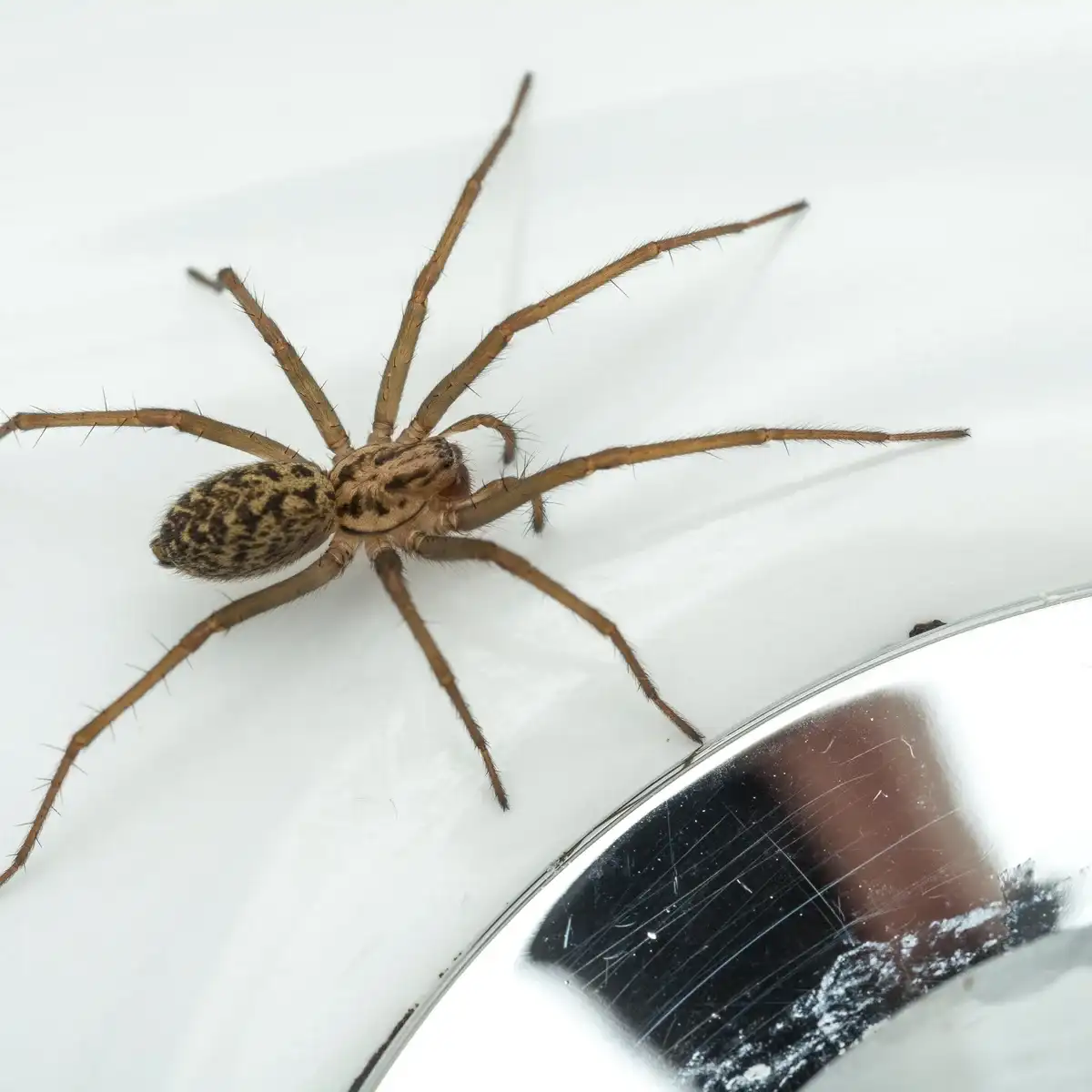 Spiders