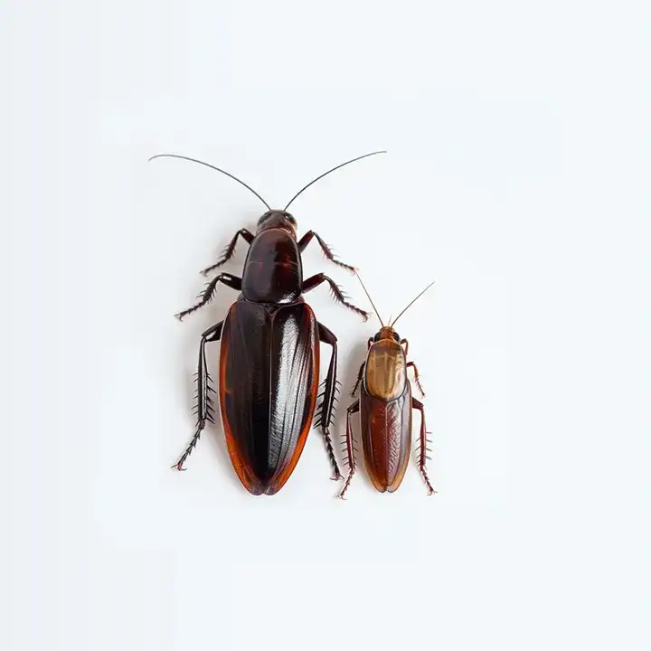 Roaches