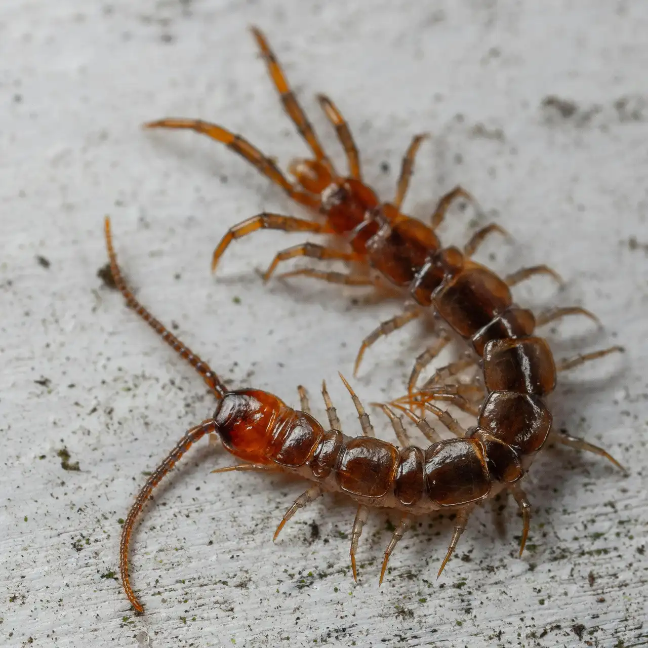 Centipedes