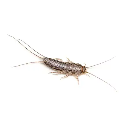 Silverfish