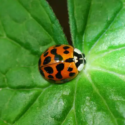 Asian Beetles