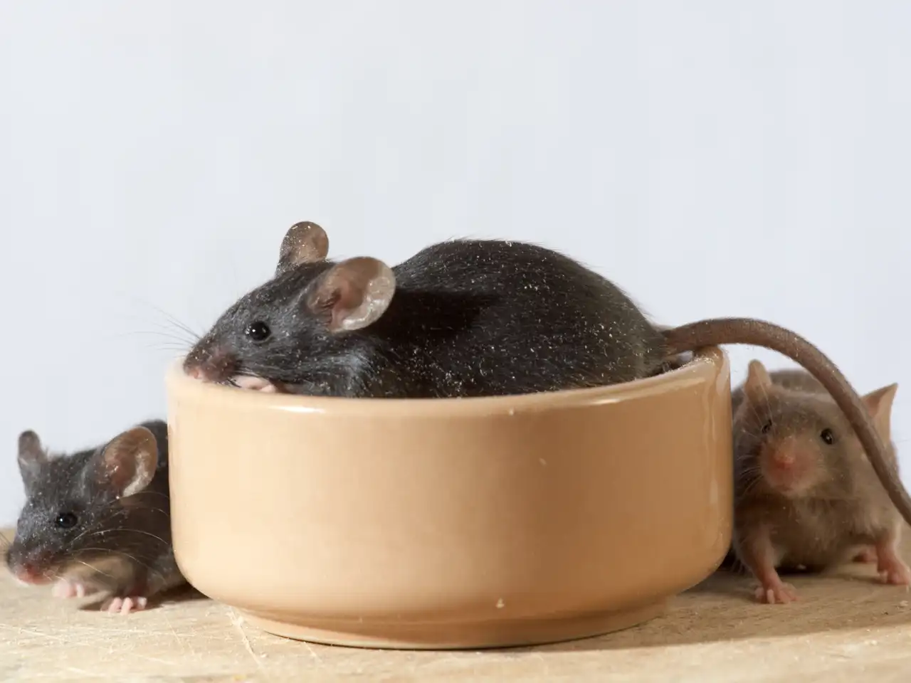 Mice