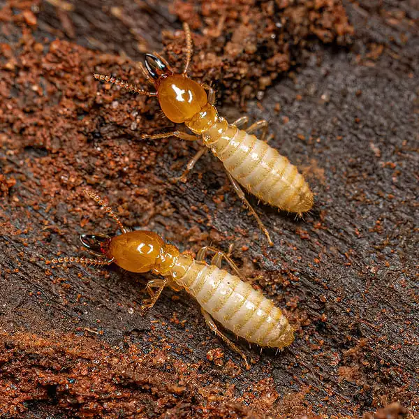 Termites
